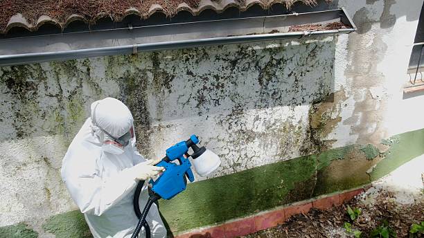 Trusted Black Mold Removal service in Henderson, TX - Cheap Mold Removal